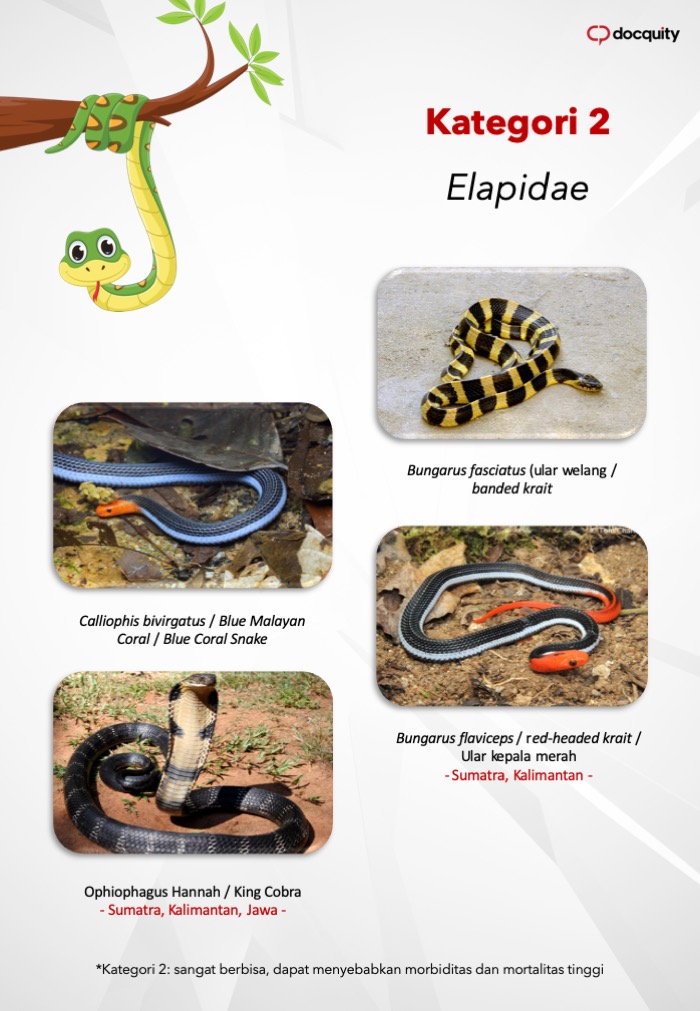 Contoh Gambar Hewan Ular Lipi Teror Ular Di Citayam Wajar Karena Kobra Menetas Awal Musim 15 Fakta Mengejutkan Seputar Ular Ya Gambar Hewan Hewan Gambar